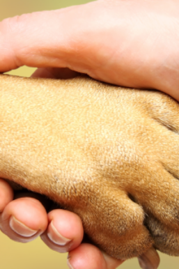 Une main d'homme serre la main d'un chien.